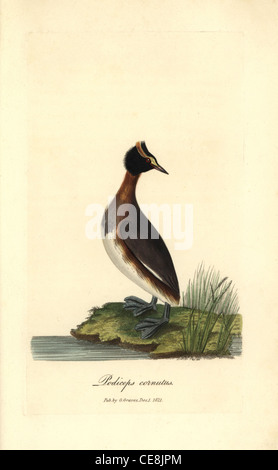 Gehörnte oder slawonische Haubentaucher, Podiceps Auritus. Stockfoto