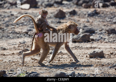 Hamadryas baboon (Papio hamadryas). Erwachsene Frau. Die Jungen auf dem Rücken. Debre Libanos Schlucht, Äthiopien. Stockfoto