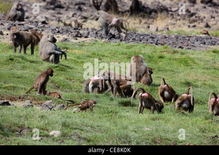 Hamadryas Pavian (Papio Hamadryas). Mitglieder der Truppe an einem Wasserloch. Awash Nationalpark. Äthiopien. Stockfoto