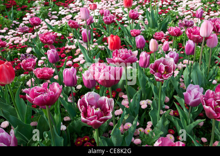 Bett aus gemischten Tulpen an der Canberra Floriade Flower Festival Australia Stockfoto