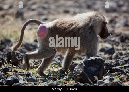 Hamadryas baboon (Papio hamadryas). Männlich. Ein Mitglied einer Truppe, die ein Wasserloch. Awash National Park. Äthiopien. Stockfoto