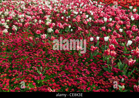 Mischbett Tulpen an der Canberra Floriade Flower Festival Australia Stockfoto