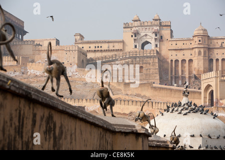 Blick über Maota See in Richtung Amber Fort, außerhalb Jaipur in Rajasthan, Indien Stockfoto