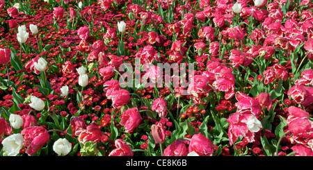 Mischbett Tulpen an der Canberra Floriade Flower Festival Australia Stockfoto