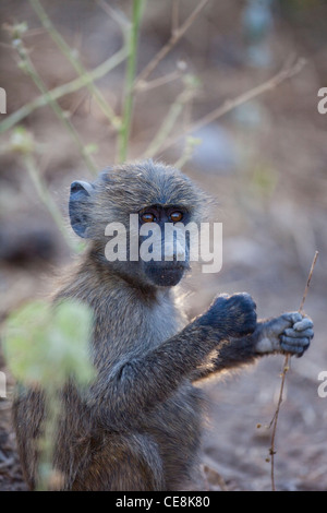 Oliven- oder Anubis Baboon (papio Anubis). Kinder. Awash National Park. Äthiopien. Mit bekaempfbar Daumen, um Elemente von Lebensmitteln halten. Stockfoto