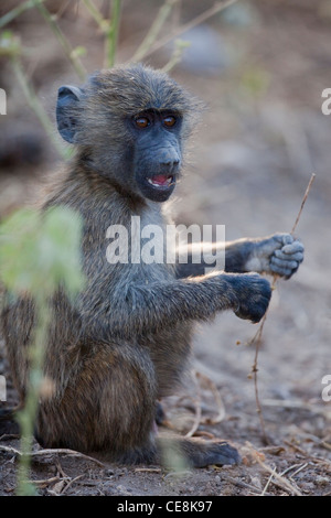 Oliven- oder Anubis Baboon (papio Anubis). Kinder. Awash National Park. Äthiopien. Mit bekaempfbar Daumen, um Elemente von Lebensmitteln halten. Stockfoto