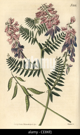 Fein-leaved Wicke Vicia Tenuifolia. Stockfoto