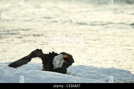 Geschrei Weißkopf-Seeadler auf Schnee. Stockfoto