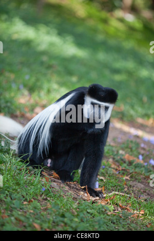 Abessinier Black And White Colobus oder Guereza (Colubus Abyssinicus). Mann auf dem Boden. Stockfoto