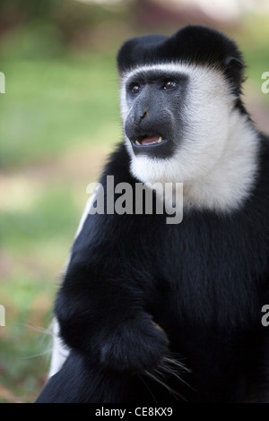 Abessinier Schwarzen und Weißen Guerezas (colobus Guereza oder abyssinicus). Männliche Berufung. Äthiopien. Stockfoto