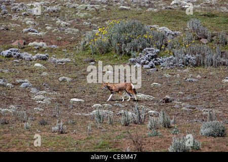 Äthiopische Wolf oder Simien Fox oder Simien Jackal (Canis Simensis). Senatti Plateau, Bale Mountains. Äthiopien. Endemisch. Gefährdet. Stockfoto