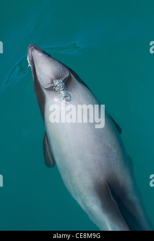 Hector Delfin (Cephalorhynchus Hectori), Akaroa Harbour, Banks Peninsula, Canterbury, Südinsel, Neuseeland Stockfoto