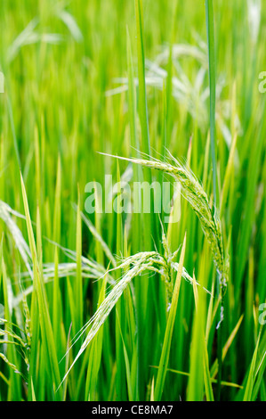 ein Close Up der Reispflanze in Philippinen. Stockfoto
