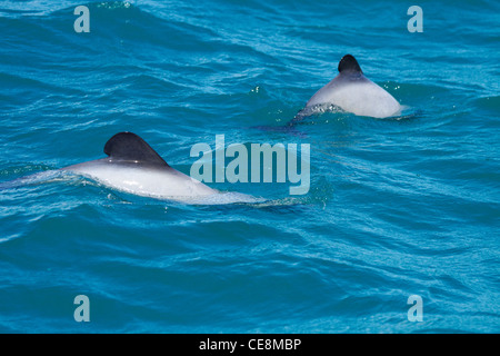 Hector Delfine (Cephalorhynchus Hectori), Akaroa Harbour, Banks Peninsula, Canterbury, Südinsel, Neuseeland Stockfoto