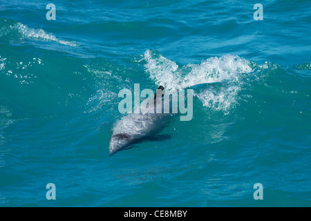 Hector Delfin Surfen Welle (Cephalorhynchus Hectori), Akaroa Harbour, Banks Peninsula, Canterbury, Südinsel, Neuseeland Stockfoto