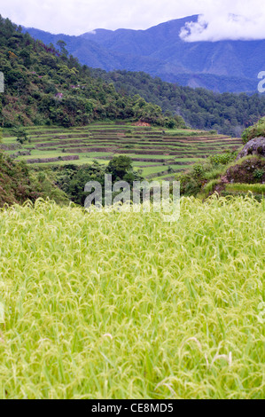 Reis-Terrassen in Philippinen. Stockfoto