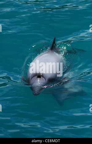 Hector Delfin (Cephalorhynchus Hectori), Akaroa Harbour, Banks Peninsula, Canterbury, Südinsel, Neuseeland Stockfoto