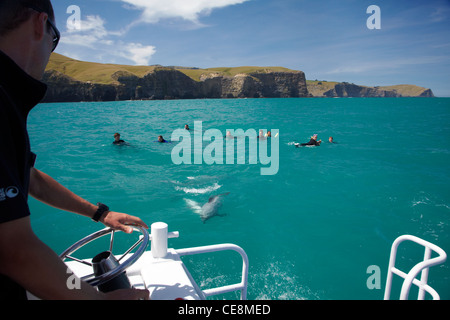 Schwimmen mit Hector Delfine (Cephalorhynchus Hectori), Hafen von Akaroa, Banks Peninsula, Canterbury, Südinsel, Neuseeland Stockfoto