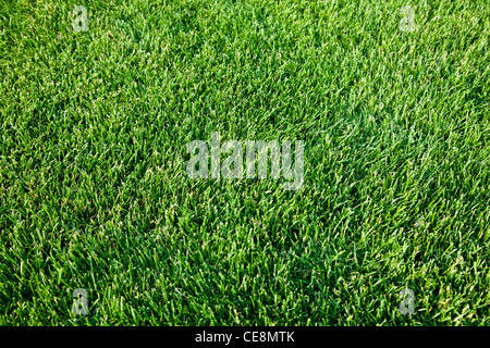 Schuss frisches Frühlingsgrün Gras hautnah. Stockfoto