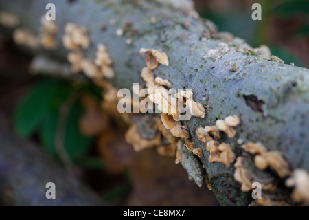 Pilze wachsen auf einen umgestürzten Baumstamm in einem Wald Stockfoto