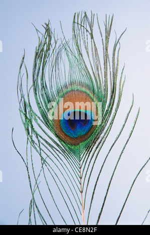 ANG 80038: Nahaufnahme von Pfau Vogel Feder Stockfoto