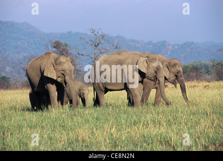 Indische wilde Elefantenherde; Jim Corbett Nationalpark; Nainital Bezirk; Ramnagar; Uttarakhand; Uttar Pradesh; indien; asien Stockfoto