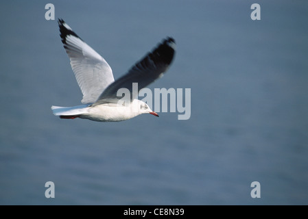 Vogel, Möwe, eine Möwe fliegen, bombay, mumbai, maharashtra, indien, asien Stockfoto