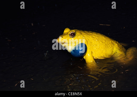 Indian Bull Frog, Indian Bullfrog, Indus Valley Bullfrog, Asian Bullfrog, ASEAN Bullfrog, Asia Bullfrog, Golden Frog, Green Frog, Tiger Frog, Indien Stockfoto