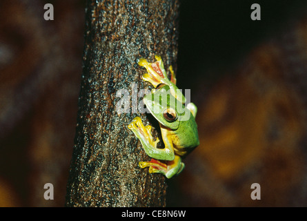 Indischer Malabar-Gleitfrosch, Malabar-Flugfrosch, Rhacophorus malabaricus, westliche Ghats, indien, asien Stockfoto