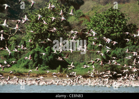 Vögel, Herde von Flamingos fliegen, Sewri Flamingo Point Bombay, Sewri Mangrove Park, Mumbai, bombay, Maharashtra, indien, asien Stockfoto