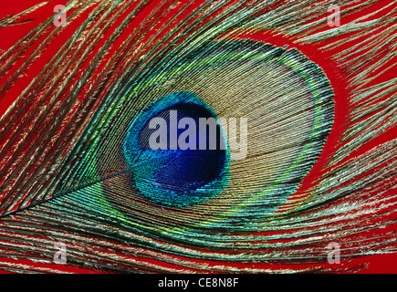 Vogel Pfauenfeder Nahaufnahme, gemeine Pfauenvögel, Pavo cristatus, indien, asien Stockfoto