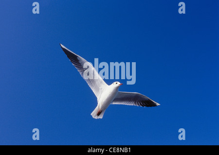 MBT 80057: Vogel Möwe fliegen Larus Ridibundus Linnaeus, Bombay Mumbai, Maharashtra, Indien Stockfoto