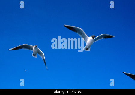 Vogel, Möwe, Möwe fliegen, Larus canus, Larus ridibundus Linnaeus, Bombay, Mumbai, Maharashtra, Indien, Asien Stockfoto