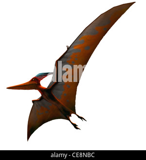 Pteranodon Bedeutung "geflügelte zahnlose" war eine größte Flugsaurier bekannt oder Reptilien Fliegenflügel umfassen mehr als 6 m 20 ft es Stockfoto