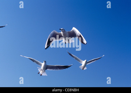 MBT 80095: drei Vögel Möwen fliegen Larus Ridibundus Linnaeus, Bombay Mumbai, Maharashtra, Indien Stockfoto