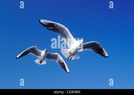 Vogel, Möwe, Möwe fliegen, Larus canus, Larus ridibundus Linnaeus, Bombay, Mumbai, Maharashtra, Indien, Asien Stockfoto