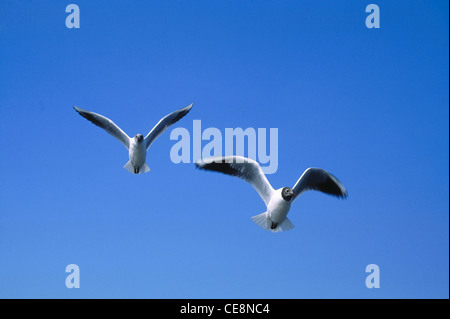 Vogel, Möwe, Möwe fliegen, Larus canus, Larus ridibundus Linnaeus, Bombay, Mumbai, Maharashtra, Indien, Asien Stockfoto