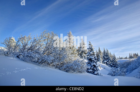 Verschneite Winterlandschaft in Alaska mit Hügeln, Büschen und Fichten und Tierspuren mit einem strahlend blauen Himmel und Wolken. Stockfoto
