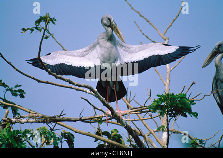 Vogel, Openbill Storch, Asian openbill, Asian openbill Storch, Anastomus Oscitans, indien, asien Stockfoto