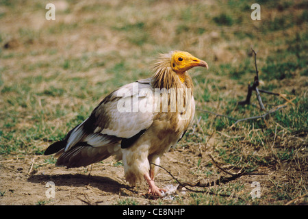 Vogel, ägyptischer Geier, ägyptischer Geier sitzend, weißer Schnitzelgeier, pharaos Huhn, Neophron percnopterus, indien, asien Stockfoto