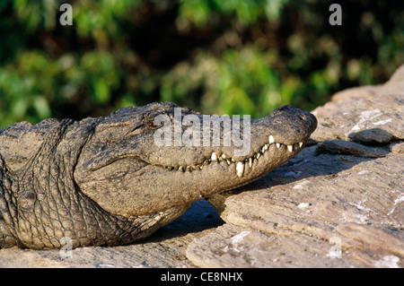 TAN 80005: Reptilien, Straßenräuber, Marsh Krokodil Profil aufgedeckte nahe Crocodylus Palustris Ranganthitto, Karnataka, Indien Stockfoto