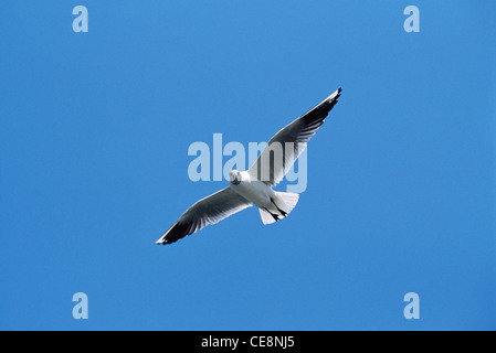 VPA 80058: indische Vogel Möwe Larus Ridibundus Linnaeus fliegen, Bombay Mumbai, Maharashtra, Indien Stockfoto