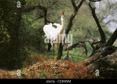 Sibirischer Kranich, Sibirischer Weißer Kran, Schneekran, Grus leucogeranus, Bharatpur Bird Sanctuary, Keoloadev-Nationalpark, Rajasthan, Indien, HSA-80148 Stockfoto