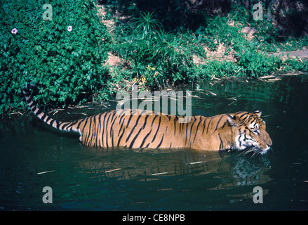 Tiger im Wasser bei Nehru Tierpark zoo Telengana in Hyderabad, Indien Stockfoto