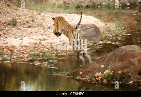 Tiger springen; Panthera Tigris; Bandhavgarh Nationalpark, Madhya Pradesh, indien, asien Stockfoto