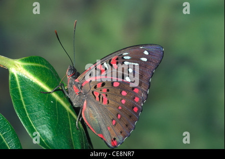 Schmetterling, Gaudy Baron, Euthalia lubentina, indien, asien Stockfoto