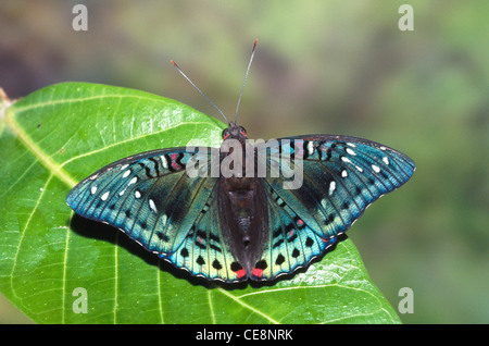 Schmetterling, Gaudy Baron, Euthalia lubentina, indien, asien Stockfoto