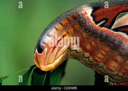 IKA 80181: Insekten, Schmetterling, Farben schützende Flügelspitze der Atlas-Motte ähnelt Cobra Schlangenkopf Stockfoto