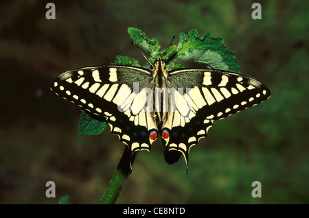 Schmetterling, Inder, Schwalbenschwanz, Himalaya Gelber Schwalbenschwanz, Alte Welt Schwalbenschwanz, gemeinsame gelbe Schwalbenschwanz, Papilio Machaon, indien, asien Stockfoto