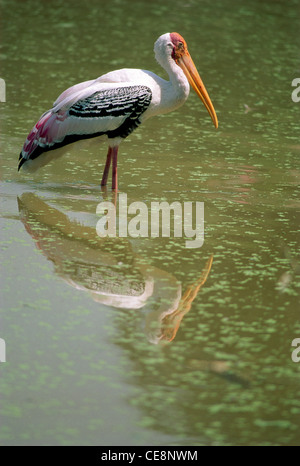 Vogel, gemalter Storch, gemalte Storchvogel Reflexion im Wasserteich, Mycteria leucocephala, Delhi Zoo, Delhi, Indien, asien Stockfoto